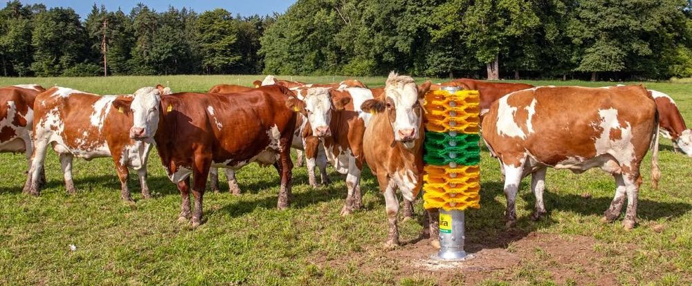 Krtače za govedo: zakaj se dobro počutje obrestuje