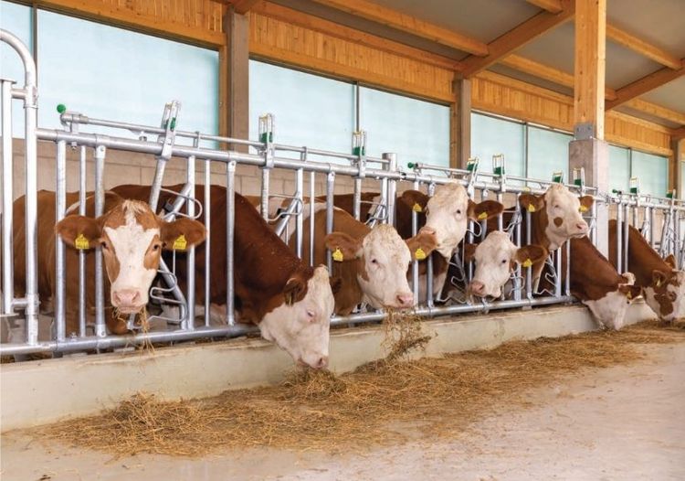 Cattle farming equipment