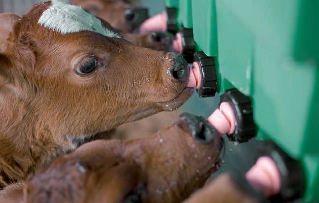 Calf equipment from Kancler Sistem